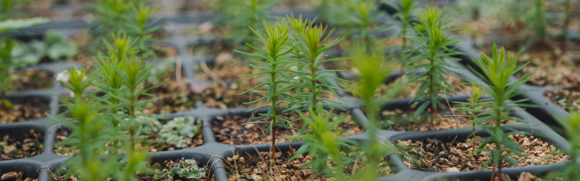 Western Red Cedar, Delamere Nursery. Credit Rupert Barry/Forestry England