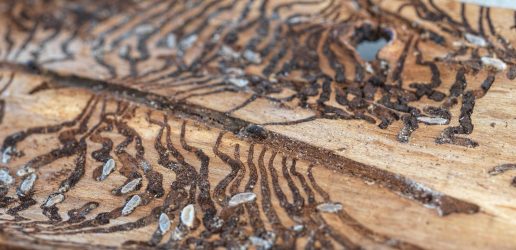 Ips typographus gallery displayed on a piece of bark
