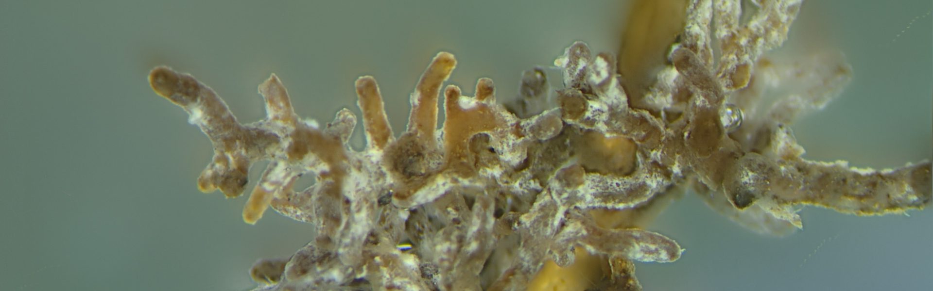 A close up of fungal mycelia