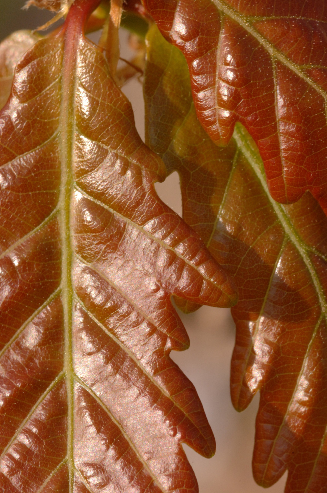 Sessile oak - Quercus petraea young leaves.