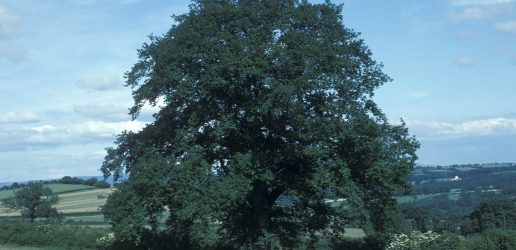 Sessile oak - Quercus petraea. Mature tree in Brecon, Wales.
