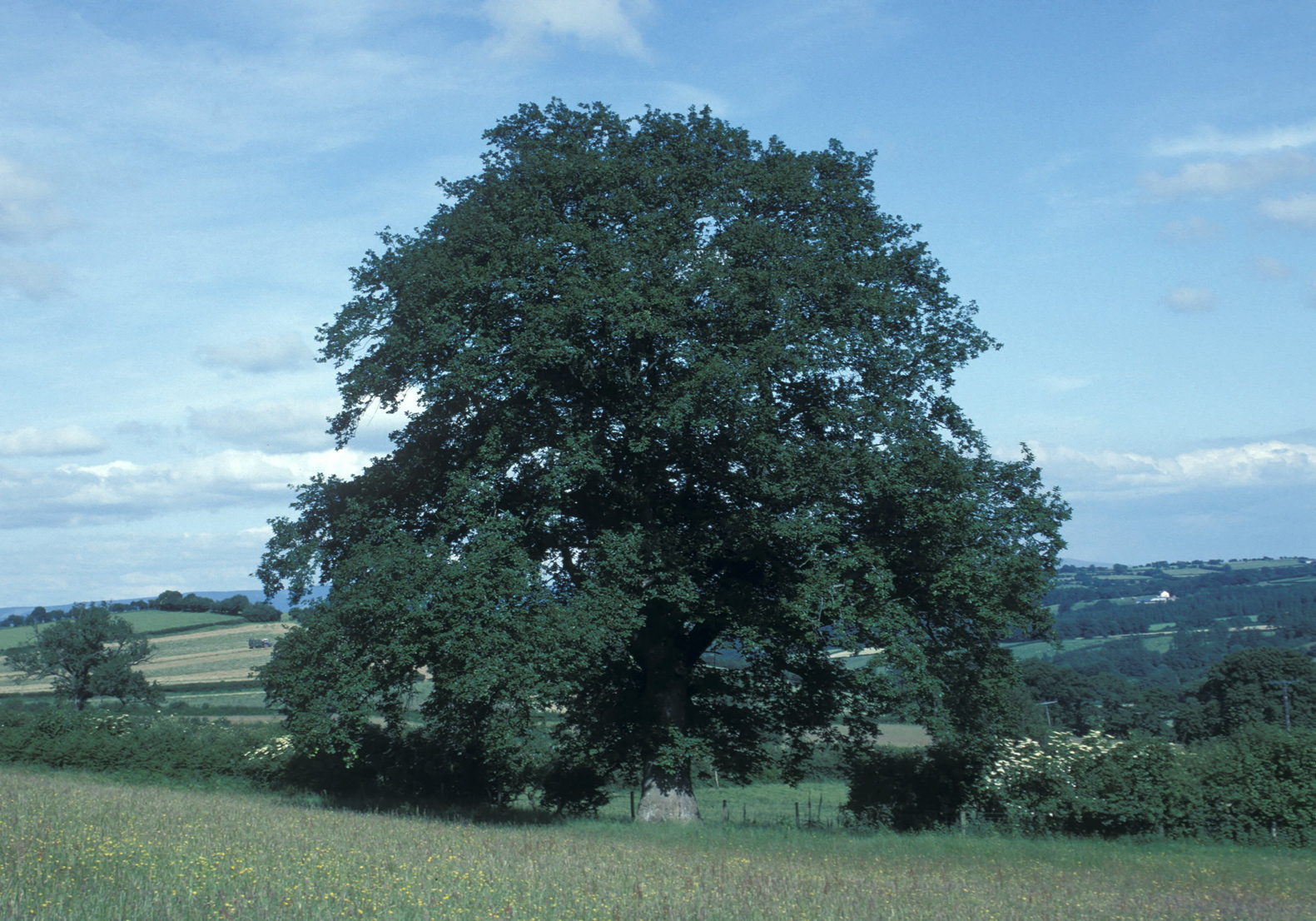 Sessile oak - Quercus petraea. Mature tree in Brecon, Wales.