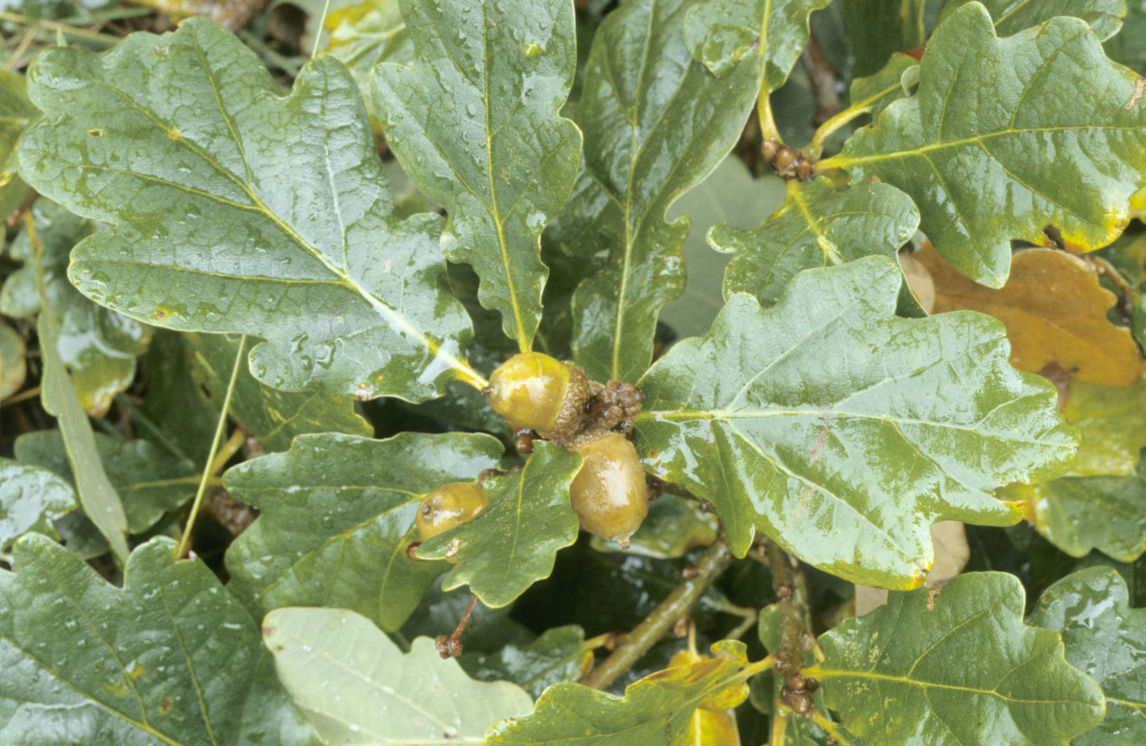 Sessile oak - Quercus petraea showing stalked leaves and acorns with no pedicle (stalk).