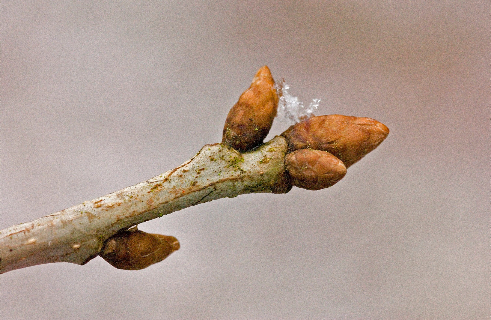 Winter buds of the pedunculate oak (Quercus robur).
