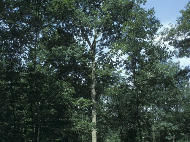 Pedunculate oak (Quercus robur) in the Forest of Dean.