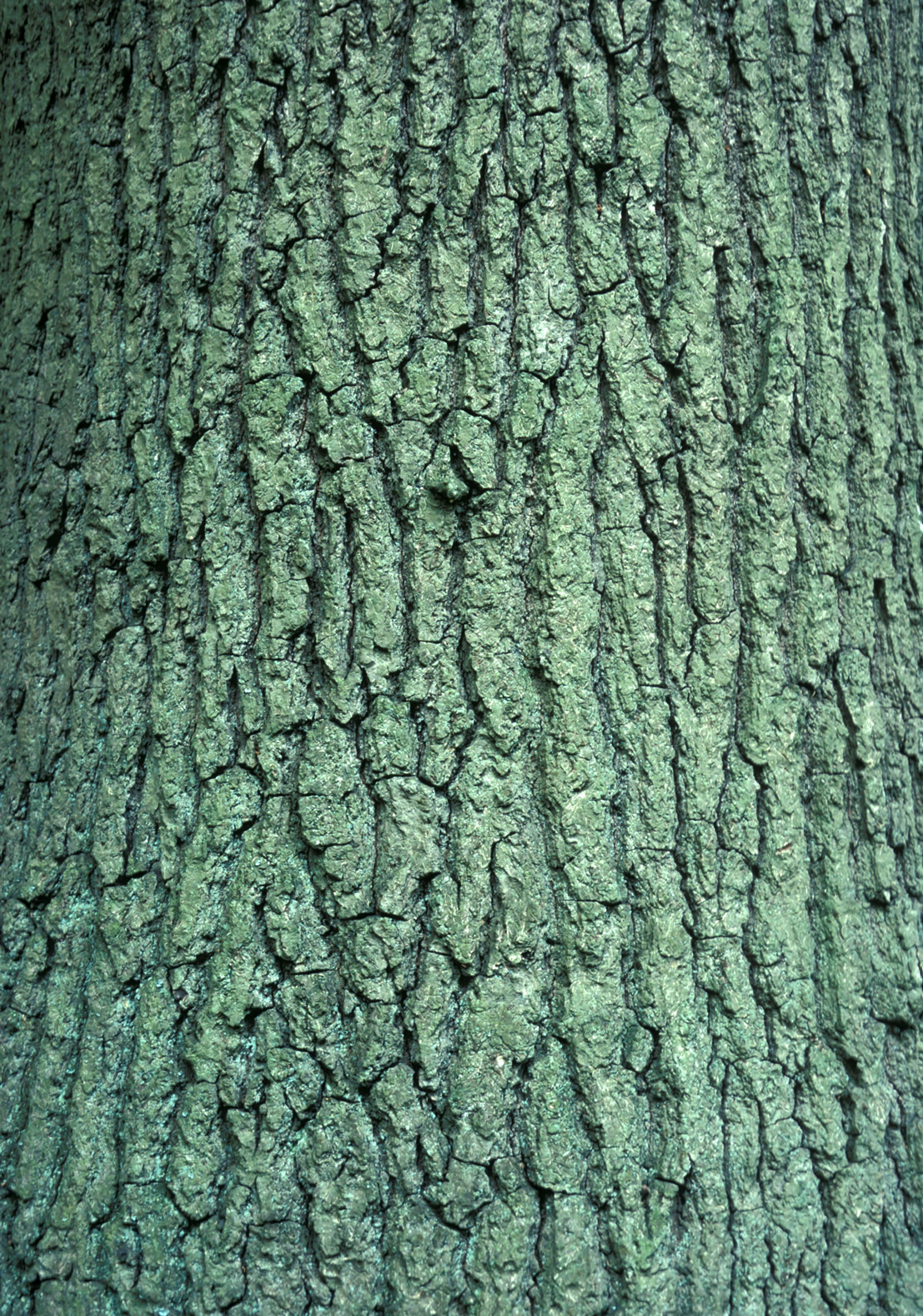 The bark of a mature pedunculate oak (Quercus robur).