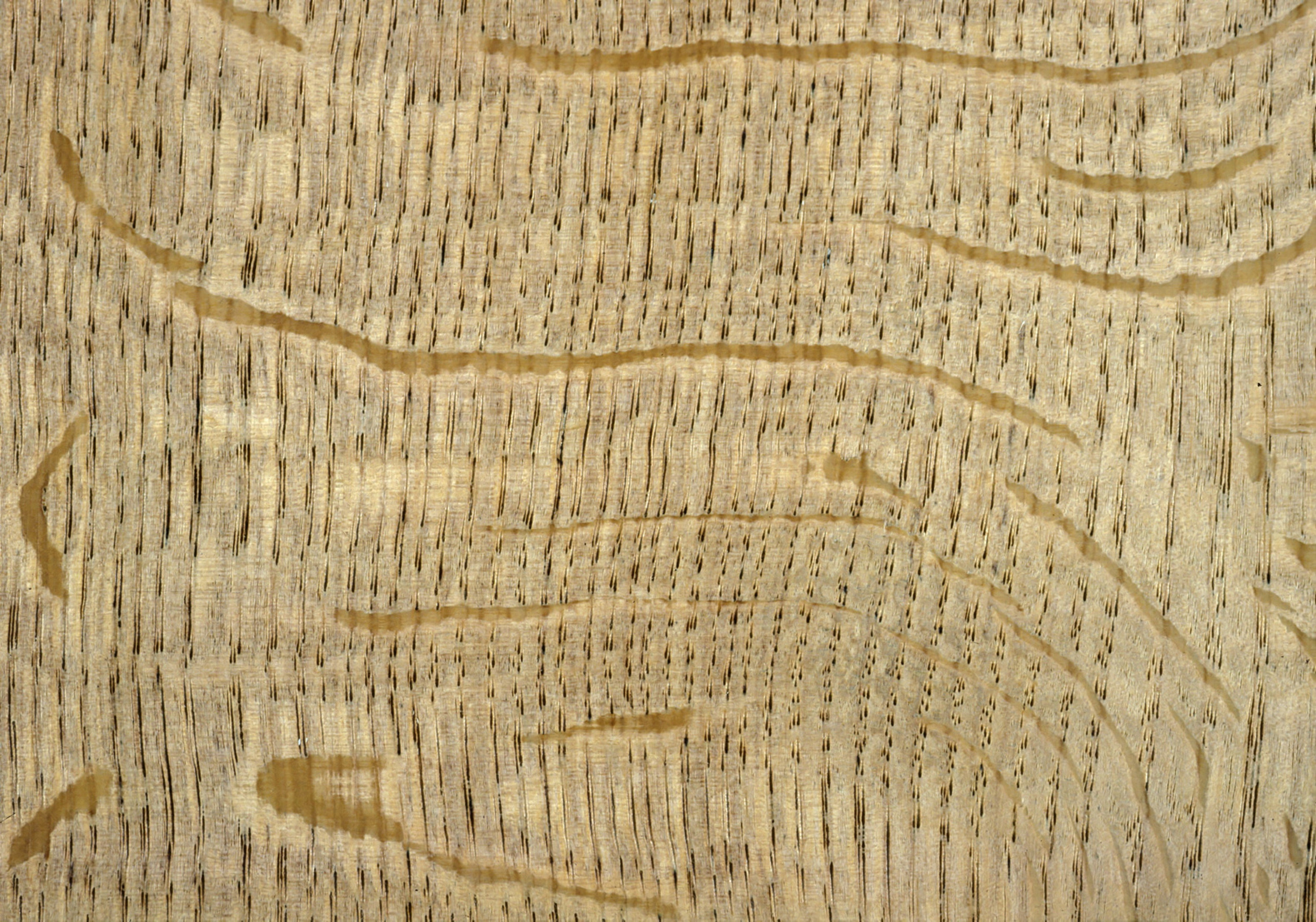 Wood sample of Quercus robur, the common (pedunculate) oak.