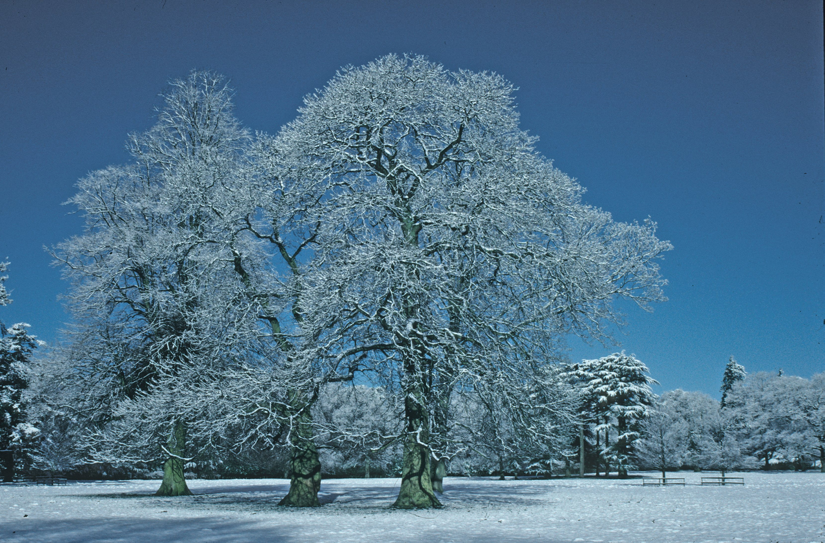 Pedunculate oak, Quercus robur, in snow at Westonbirt Arboretum, Gloucestershire.