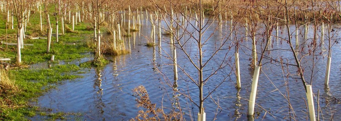 An area of land with young trees planted and water is lying in between the trees. To the left trees grow on a grassy area.