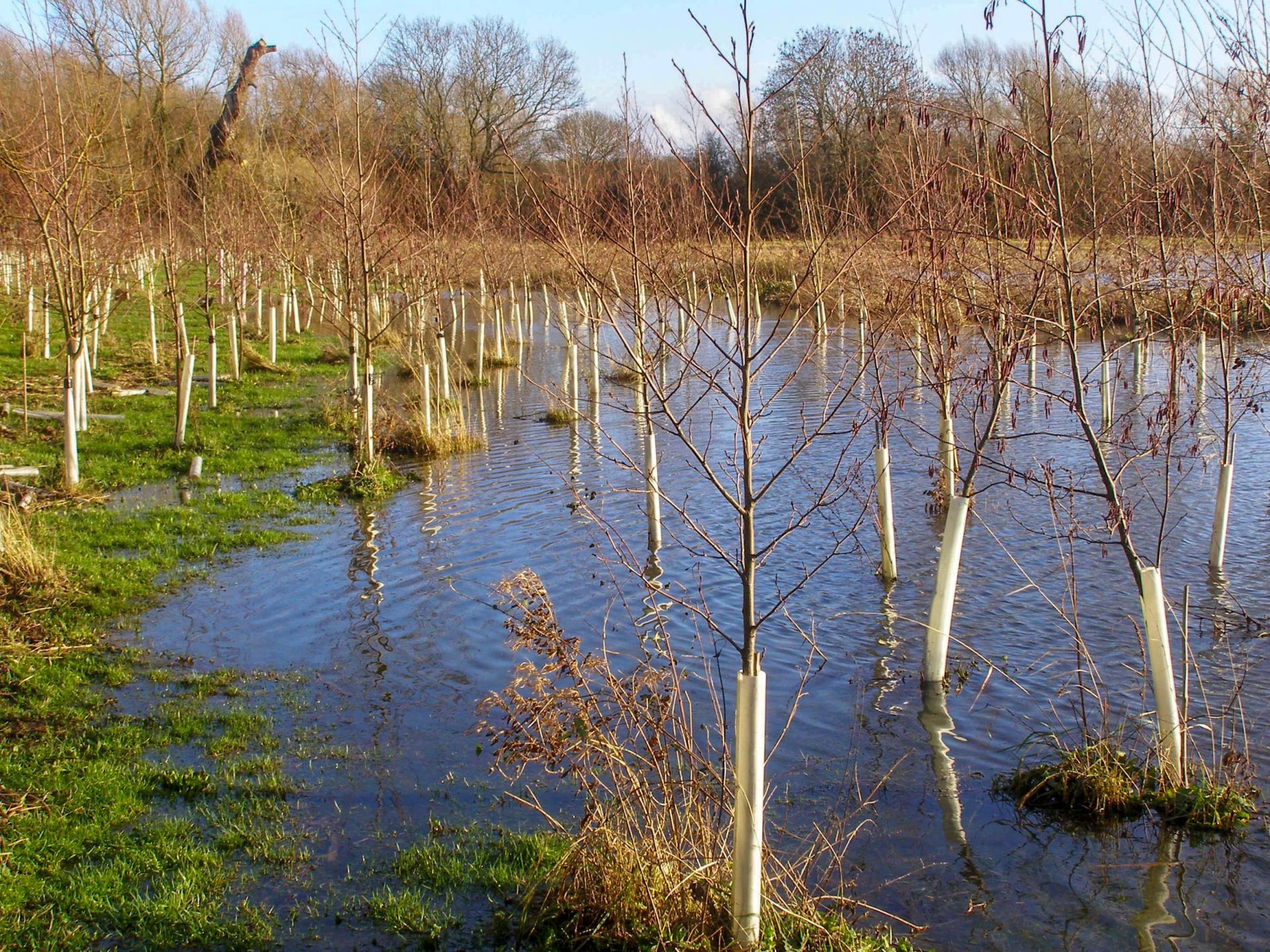 An area of land with young trees planted and water is lying in between the trees. To the left trees grow on a grassy area.