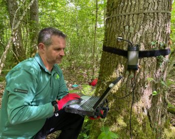 Forest Research scientist downloading data at Alice Holt Forest.