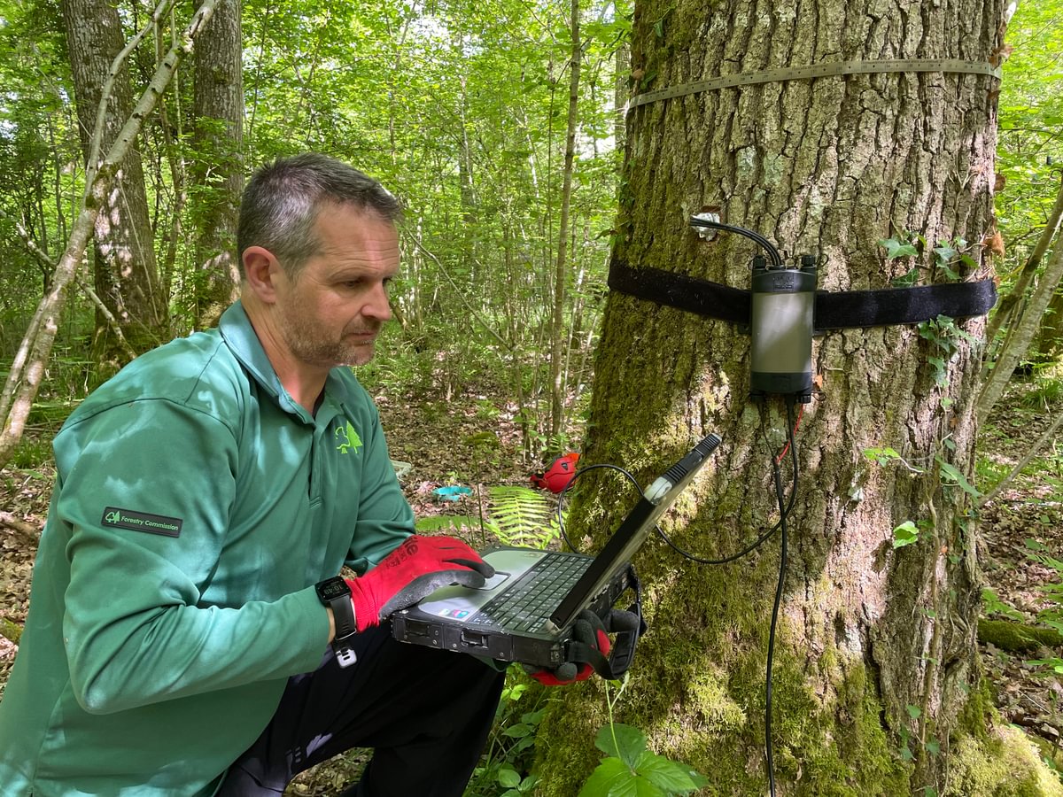 Forest Research scientist downloading data at Alice Holt Forest.