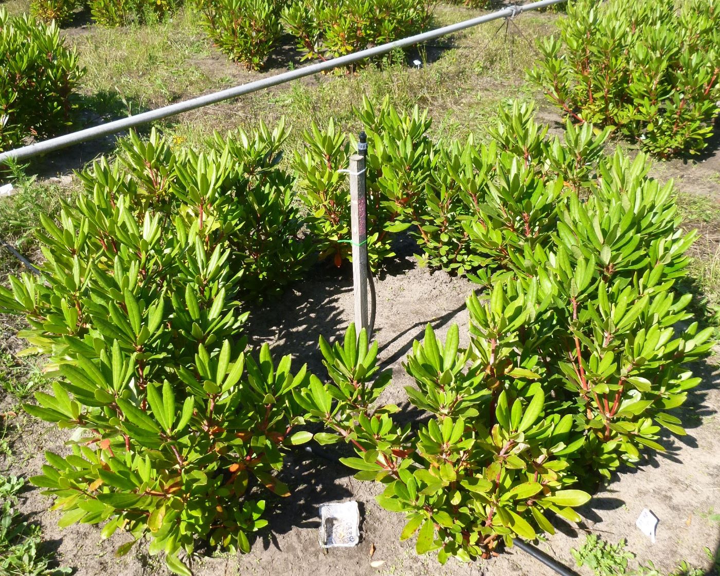 A view of a rhododendron, and the field experiment used in this research.