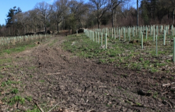  Bicentenary project: planning 200 years ahead in Gipps Wood 