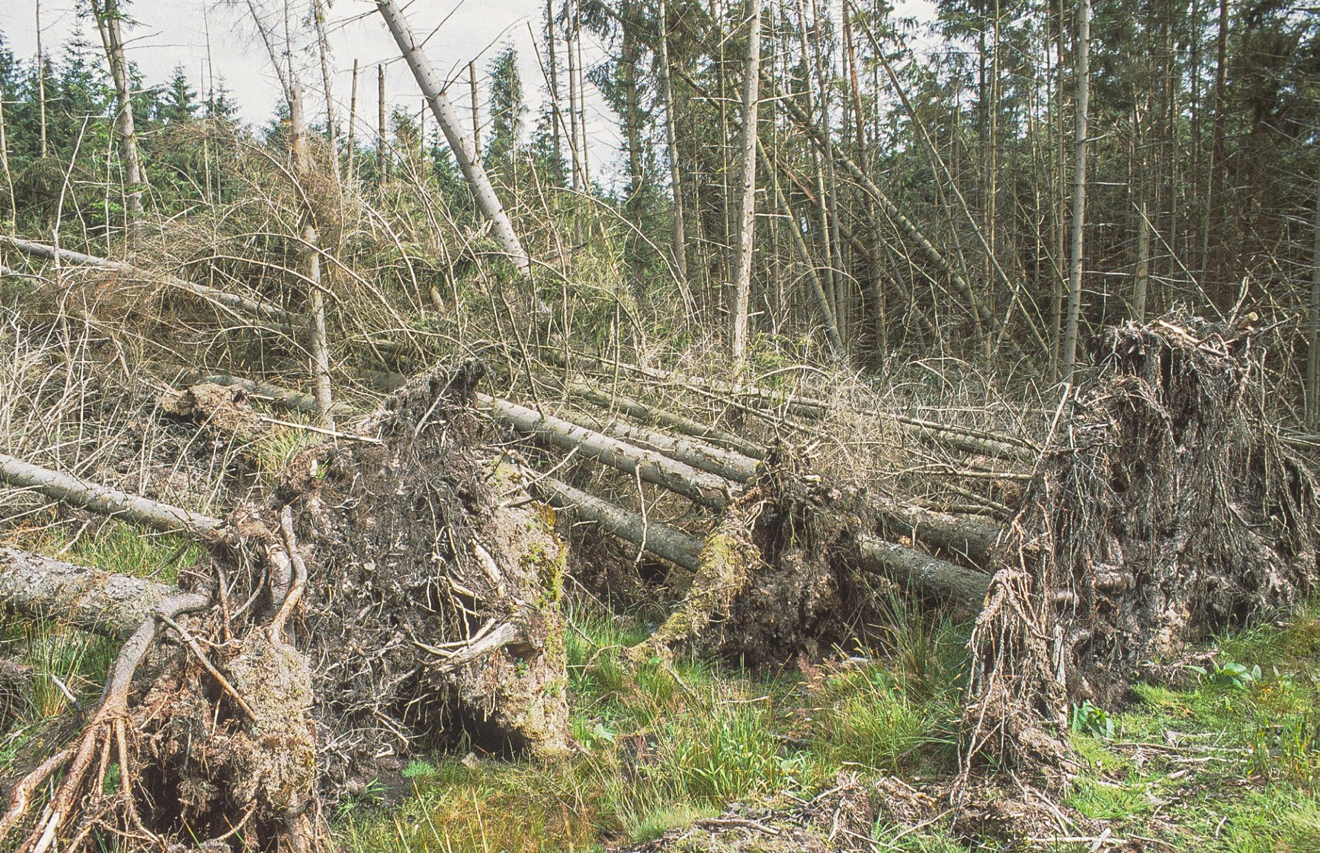 An example of wind damage in a forest, Sitka spruce trees lie on their side. 
