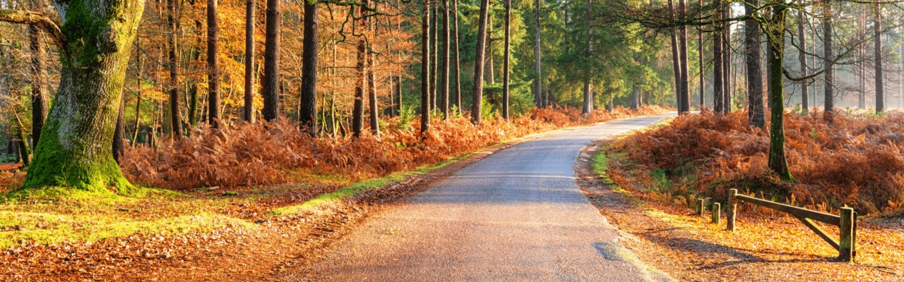 Autumnal image of a narrow paved road running through a mixed species woodland