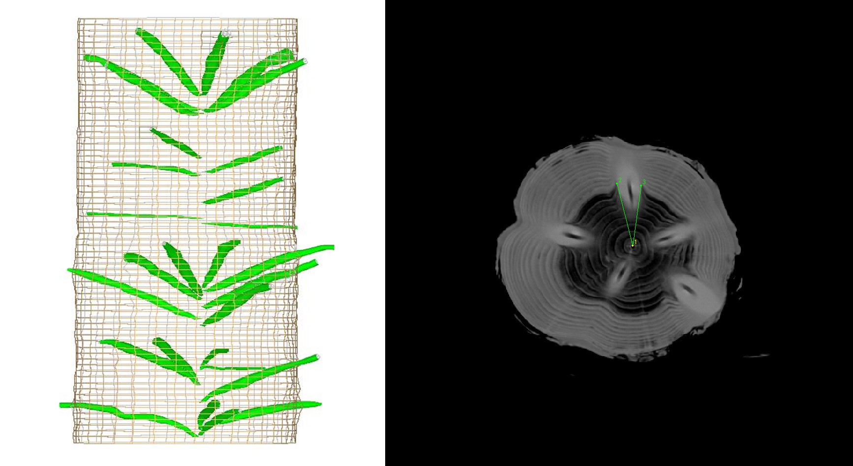 Composite image showing a 3-D model of internal knot geometry and volume (left), and a cross section of the tree stem obtained by X-ray computed tomography (right).