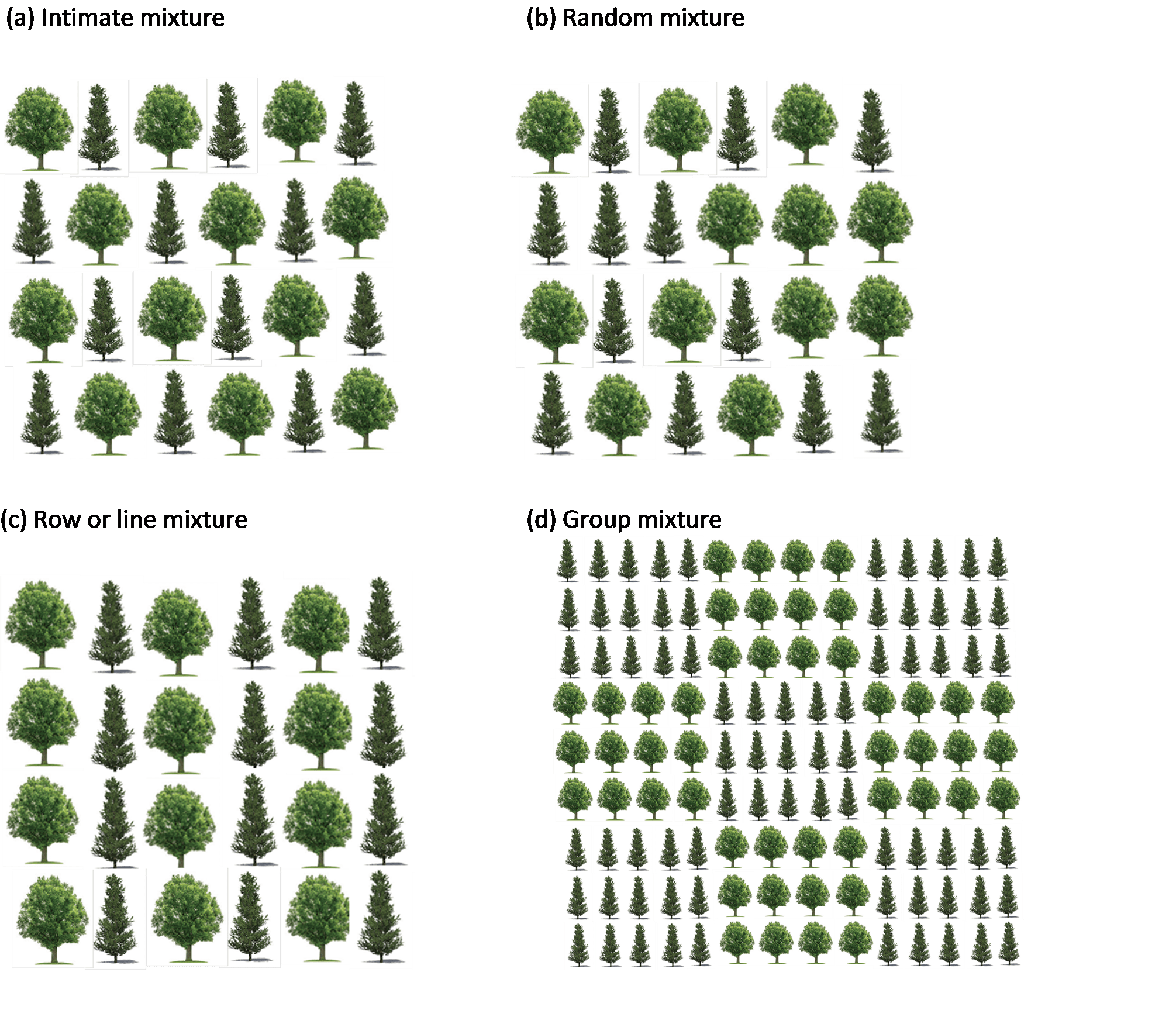 An illustration showing four different options for establishing mixtures of two tree species, that is; intimate, random, row or line, and group mixtures.