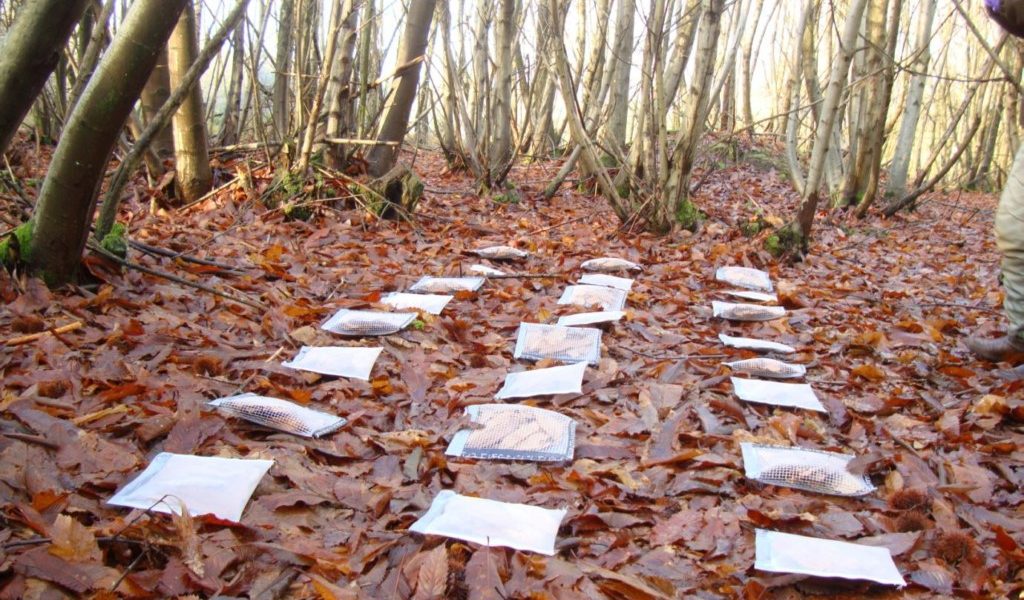Bags to containing different quality/quantity of litter from Short Rotation Forestry (SRF) for studying the rates of decomposition and incorporation into forest soils.