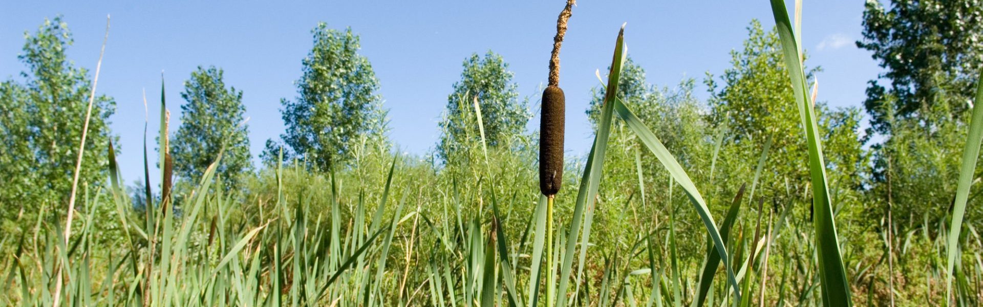 Reeds in the foreground of the wetland at Ollerton Pit Woods, Nottinghamshire