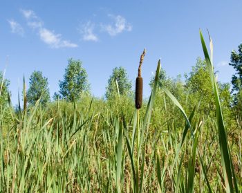 Reeds in the foreground of the wetland at Ollerton Pit Woods, Nottinghamshire