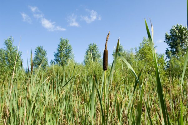 Reeds in the foreground of the wetland at Ollerton Pit Woods, Nottinghamshire