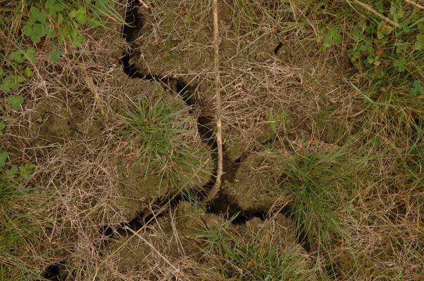 Ground dried and cracked due to drought conditions