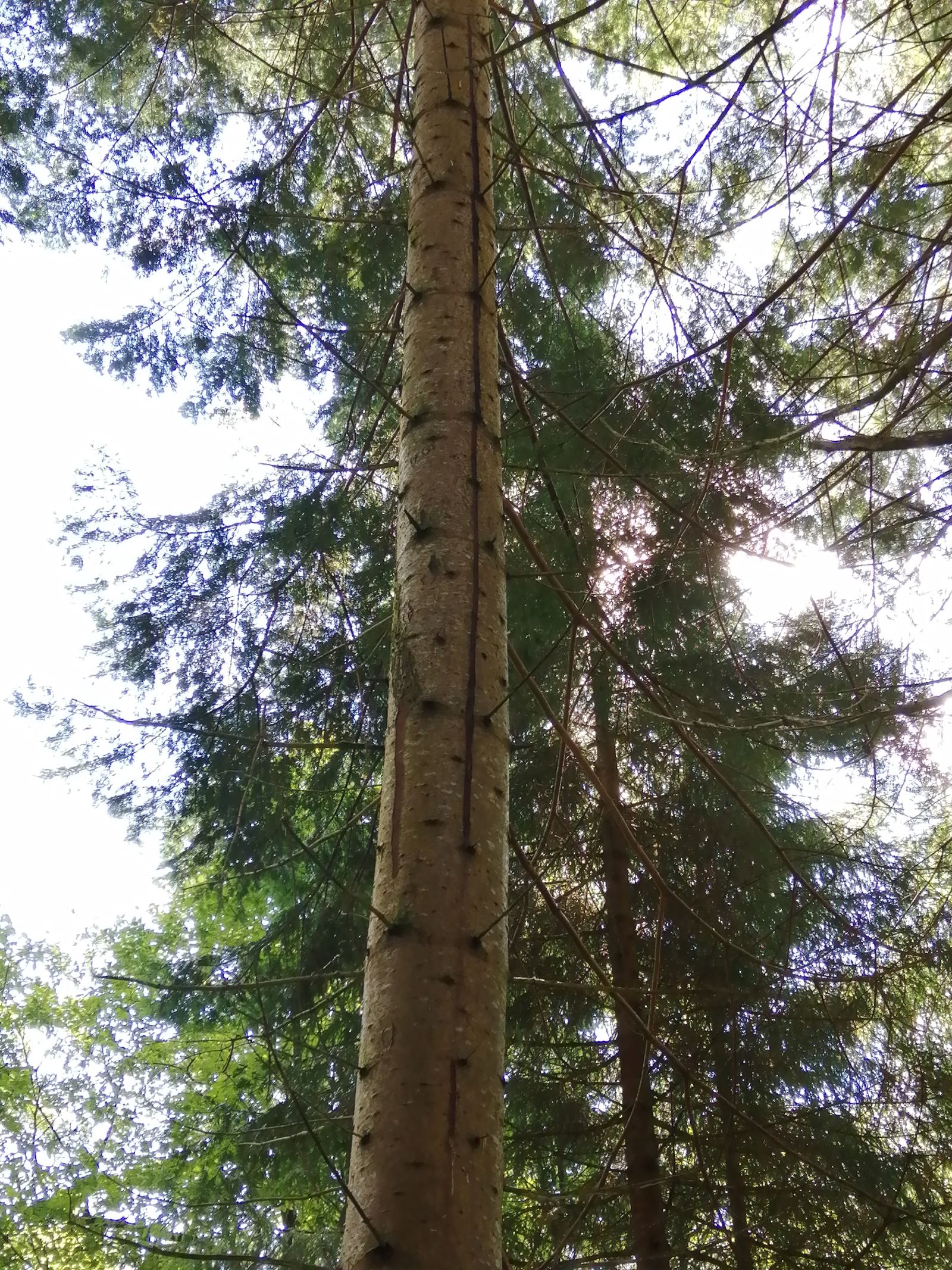 Grand fir (Abies grandis)