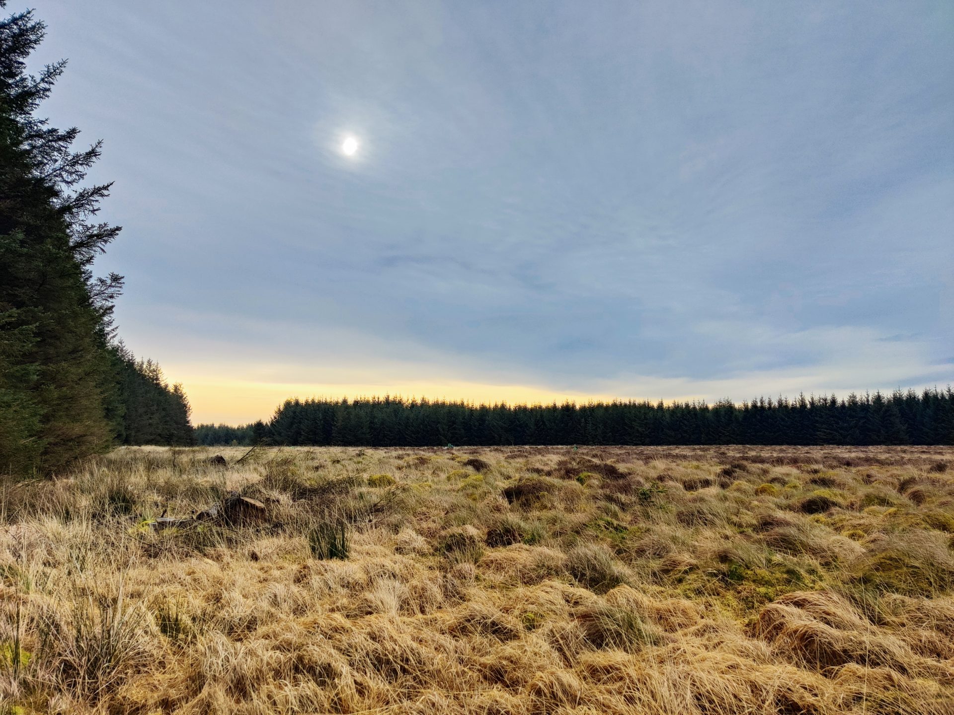 Raised bog surrounded by commercial conifer stands