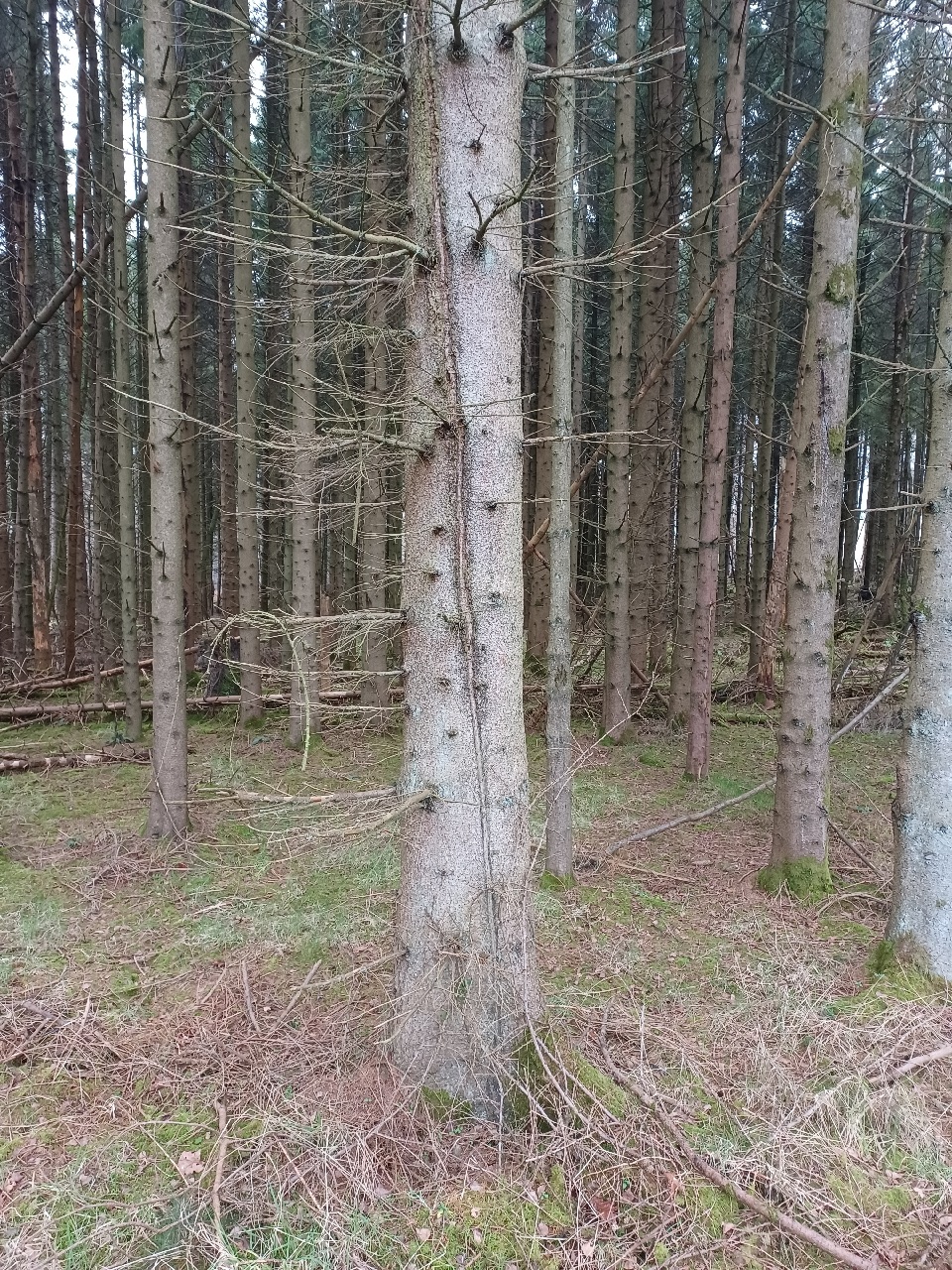 Norway spruce (Picea abies)