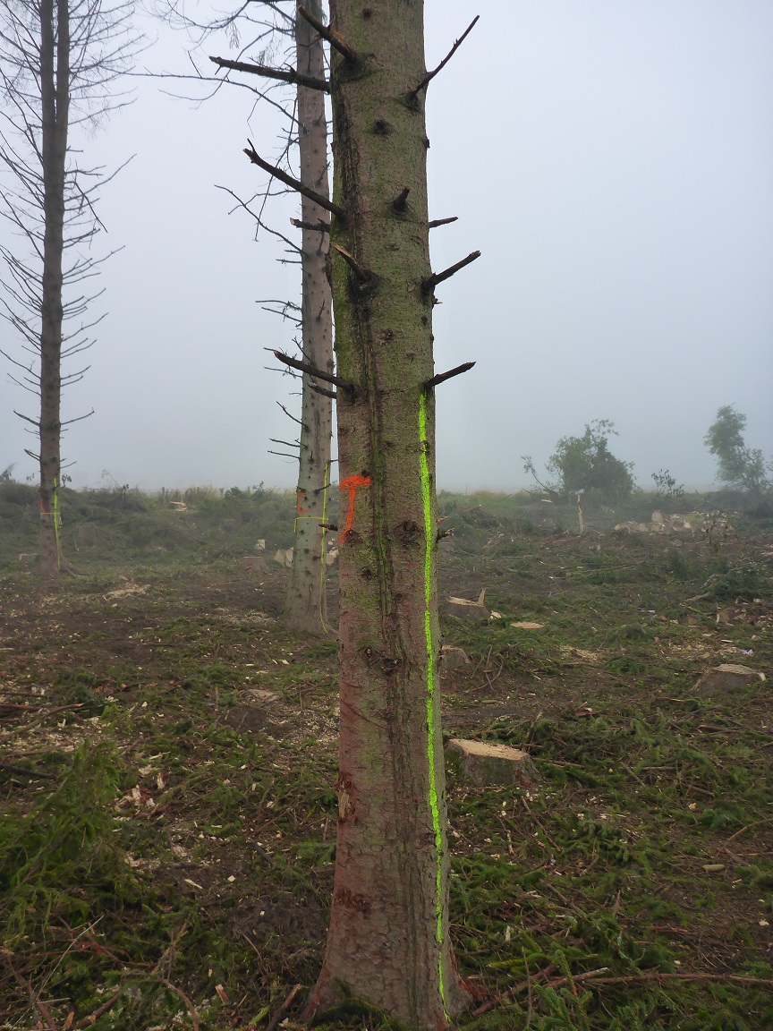 Norway spruce (Picea abies)