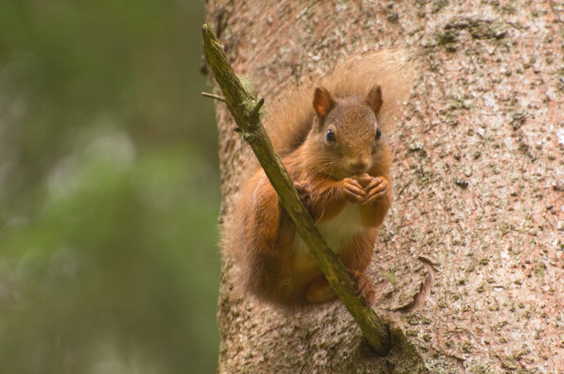 A red squirrel sitting on a branch.