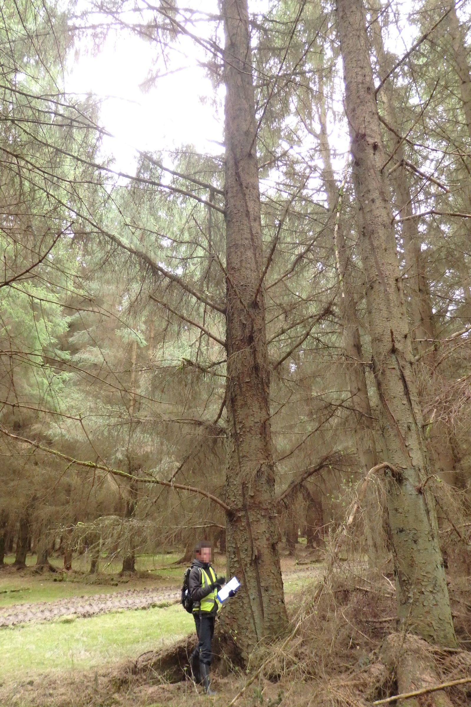 Sitka spruce (Picea sitchensis)