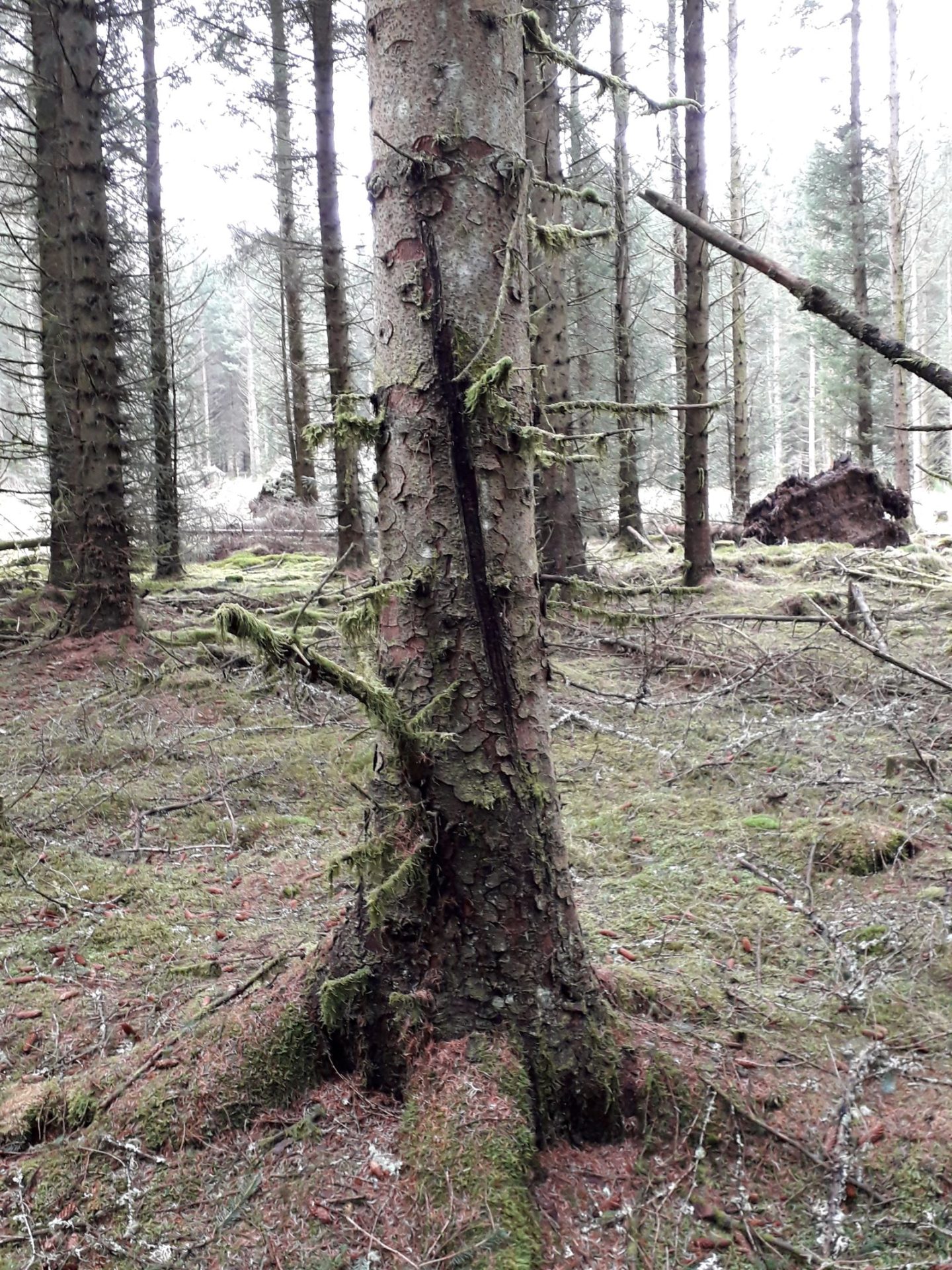 Sitka spruce (Picea sitchensis)