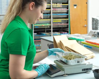 A member of staff preparing foliar samples for chemical analysis in the laboratory.