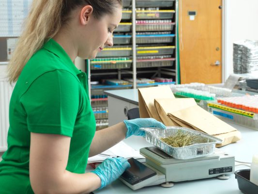 A member of staff preparing foliar samples for chemical analysis in the laboratory.