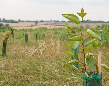 Tree planting using vole and rabbit guards, Kelham Bridge, The National Forest, West Midlands Forest District