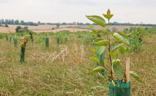 Tree planting using vole and rabbit guards, Kelham Bridge, The National Forest, West Midlands Forest District