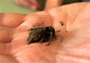 Emerging Calosoma sycophanta pupa