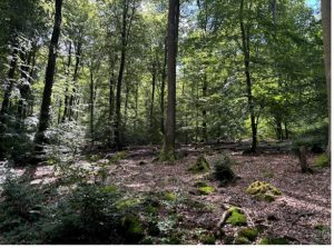 Calosoma sycophanta beetle habitat in Tabener Urwald, Germany