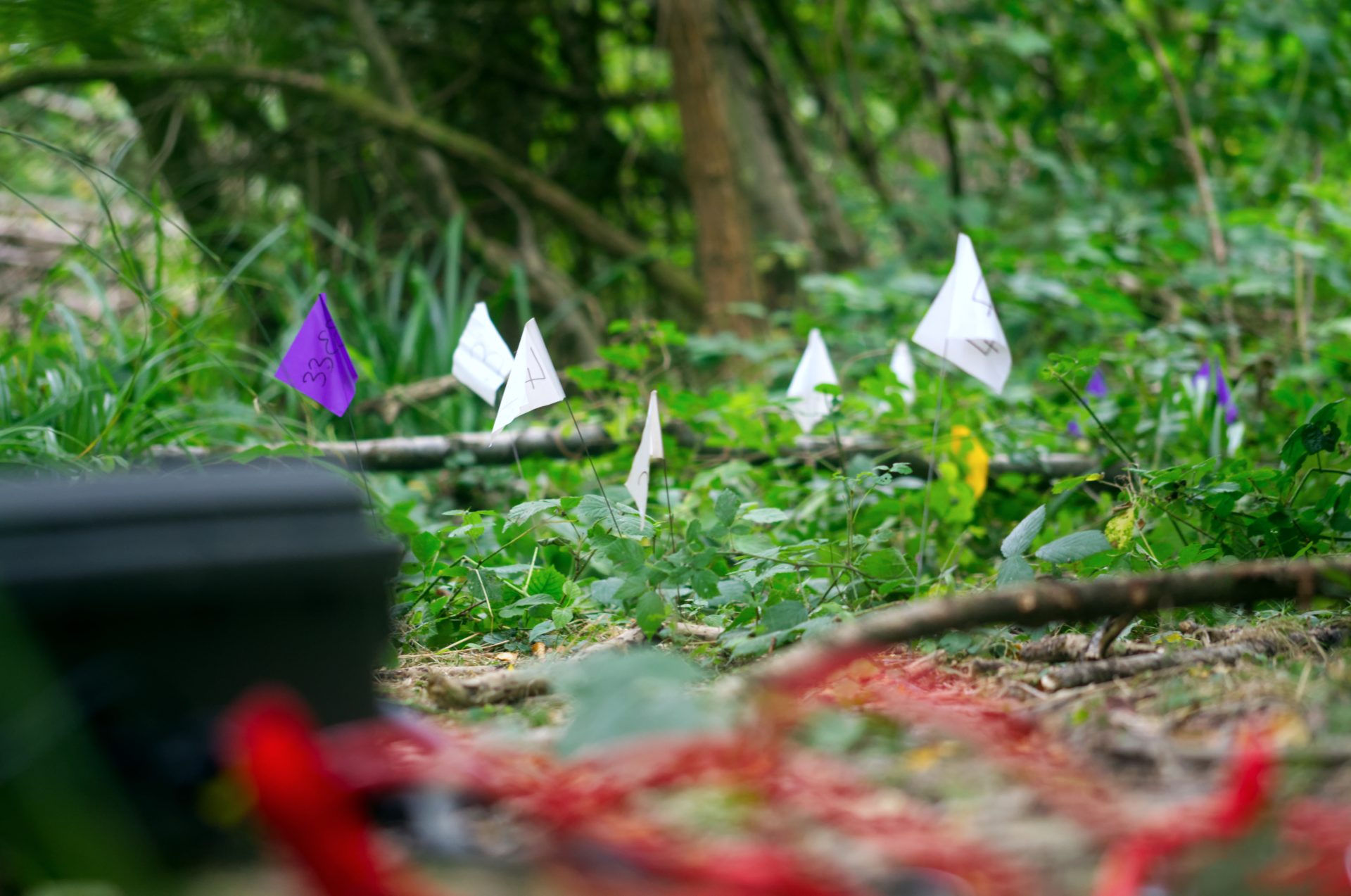 These numbered flags and markers are part of a study to track the movement of tagged carabid beetles in the woodland