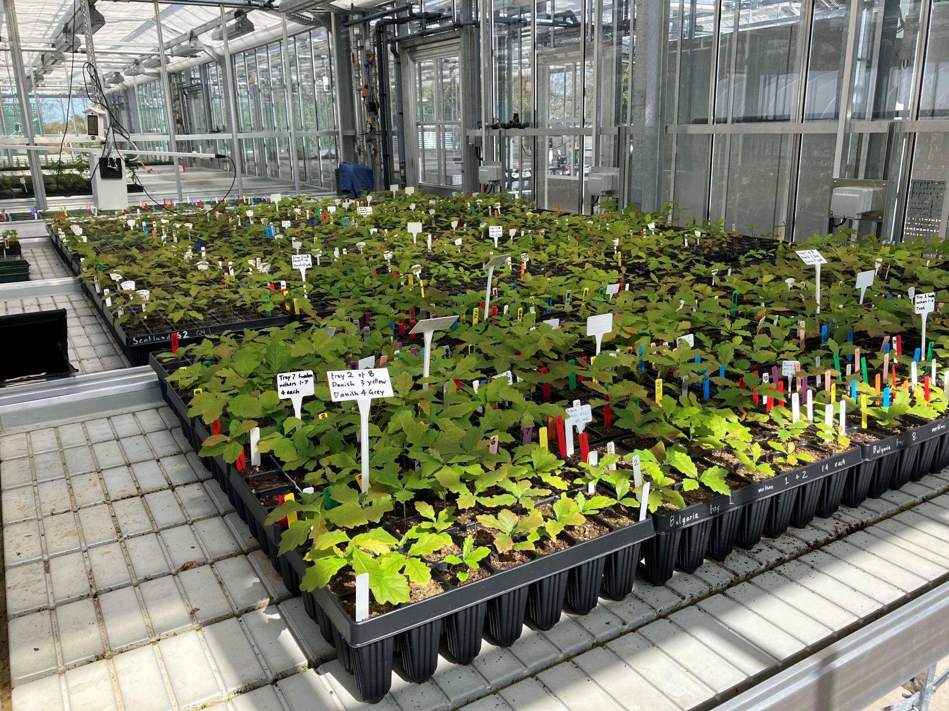 European provenances of Quercus petraea (sessile oak), being grown on the nursery at Northern Research Station in autumn 2024. The seedlings are destined for OptFORESTS common garden trials in the UK. These trials are part of a European network that will evaluate how different provenances grow across a range of climates and inform climate smart forestry practices.