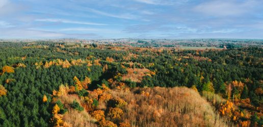 An aerial view of a forest with a blue sky with scattered clouds.