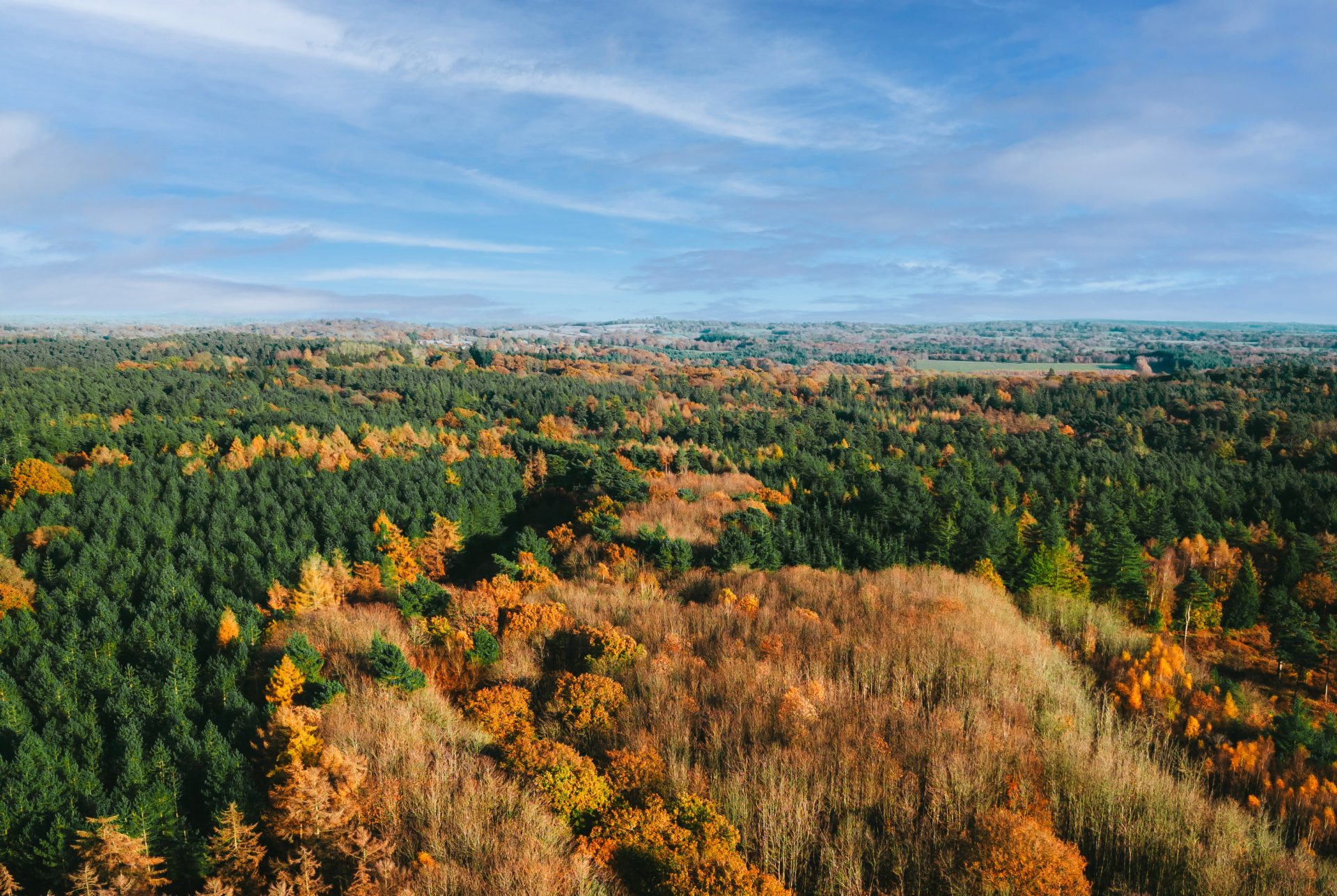 An aerial view of a forest with a blue sky with scattered clouds.