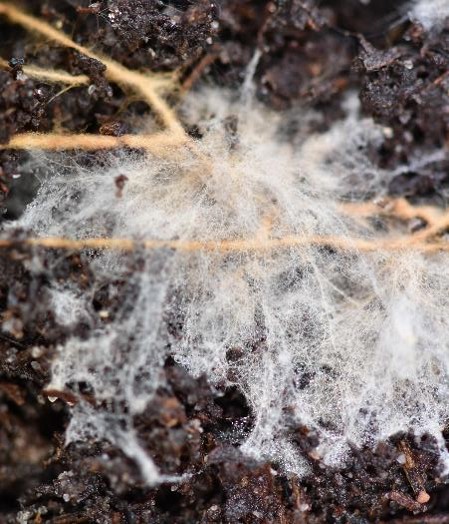 Photograph of fungal mycelium and ectomycorrhizal root tips. (Photo credit: Emily Brooks)