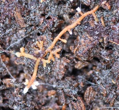 Photograph of fungal mycelium and ectomycorrhizal root tips. (Photo credit: Emily Brooks)