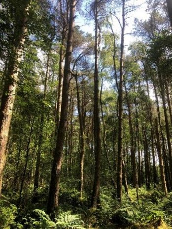 Photograph of one of the mixed Scots pine and birch long term experiments