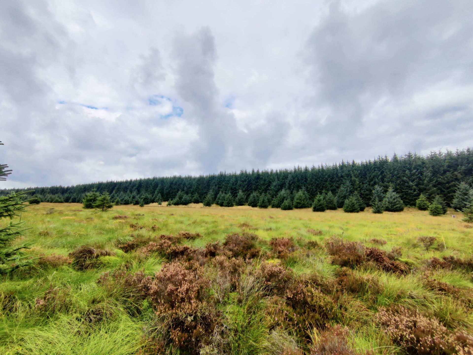 Woodland adjacent to bog, showing sparse tree regeneration in the bog