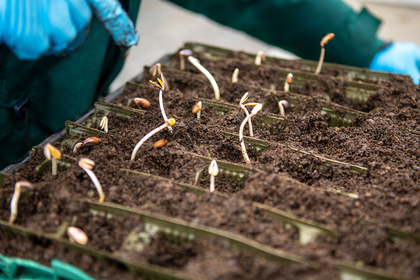 Seedlings in soil