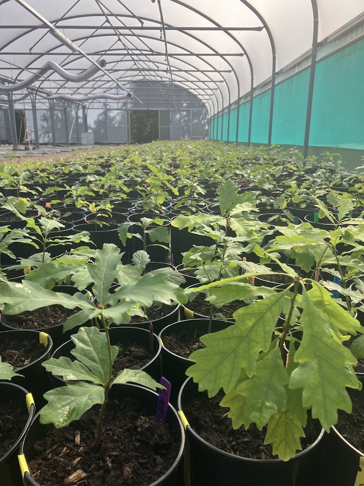 European provenances of Quercus petraea (sessile oak) being grown on the nursery at Northern Research Station in spring 2024.